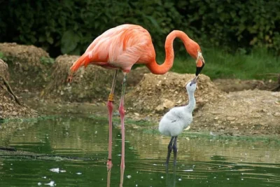 Czupakabra82 - U flamingów widać ciekawą różnicę w kolorze upierzenia ze względu na t...