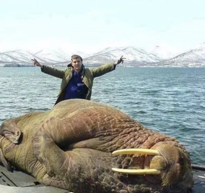 cieliczka - Mors na rosyjskiej łodzi podwodnej (smacznie sobie śpi)

#zwierzeta #zw...