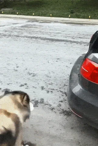 F.....x - #smiesznypiesek #samochody #zwierzaczki #heheszki #gif