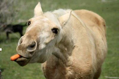 Wulfi - @AKAPony: Konie jedzo marchew, pucyku ( ͡º ͜ʖ͡º)
SPOILER