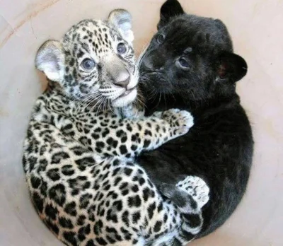 Zdejm_Kapelusz - Mały Jaguar i mała Pantera ( ͡° ͜ʖ ͡°)

#koty #duzekoty