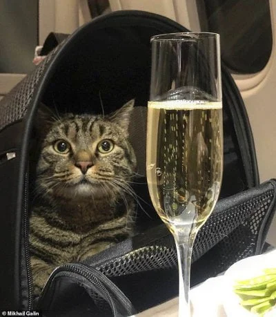 czworokot - Świetne zdjęcie, wyczuwam potencjał memowy. Gdy coś się uda i z kotem pij...
