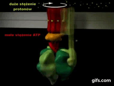 bioslawek - Syntaza ATP może pracować w obu kierunkach: syntetyzując ATP z ADP i hydr...