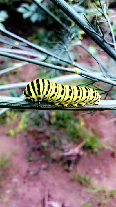 zakex - Patrzcie mirki jaka gąsienica mi koper wpieprza #natura #worm #fajnyzwierz