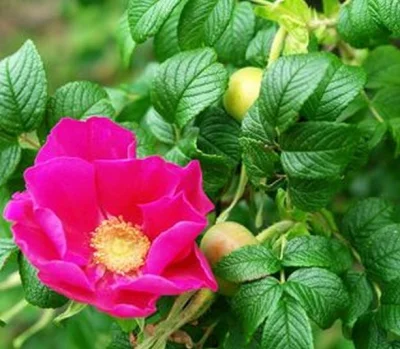 stanislaw-cybruch - #stan #roza #zdrowie #kosmetyka ziola Dzika róża w zdrowiu i kosm...