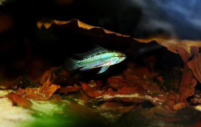 Papja - Młody samczyk Apistogramma trifasciata, jak na hodowlane to ładne mi się traf...