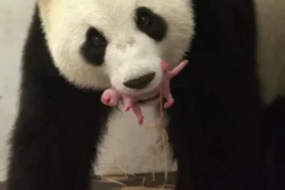 kyaroru - @chrupek18: Małe pandy też są interesujące:)