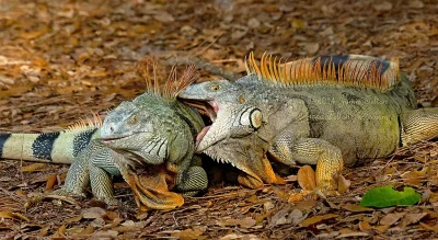 Marcinnx - człowiek człowiekowi wilkiem
a iguana iguanie iguaną (╯︵╰,)
#aferaiguano...