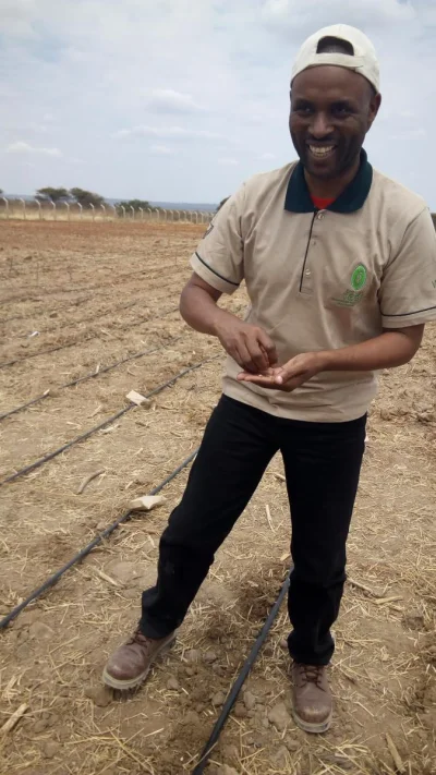 Sierkovitz - Tanzania - kukurydza GMO odporna na suszę w fazie testów

Odmiana jest...