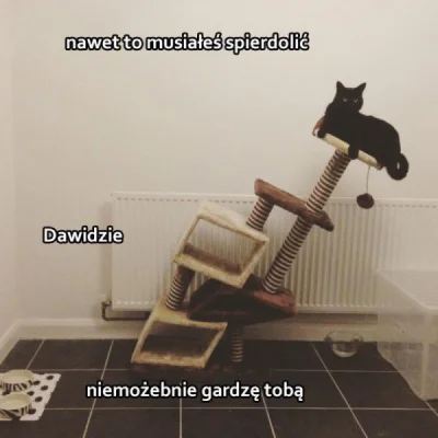 DzieckoNaLato - #humorobrazkowy #heheszki #memy #kitku #koty #koteczkizprzypadku