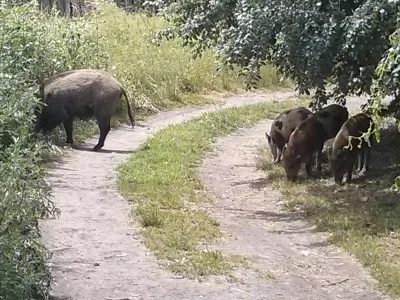 gosuvart - Człowiek chce sobie skrócić drogę ze sklepu, pójść między ogrodami i tak s...