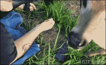 P.....y - Co tam robisz człowieku, co tam paczysz? #smiesznypiesek