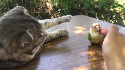 Mesk - Kot naśladuje człowieka i też chce pogłaskać papużkę
Cały film (✌ ﾟ ∀ ﾟ)☞ KLI...