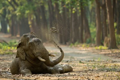 likk - Słoń indyjski (Elephas maximus)

#zwierzeta #fotografiaprzyrodnicza #slonie
...