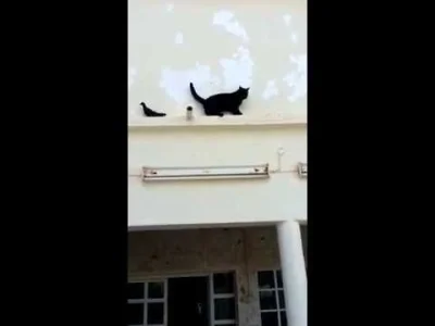trebeter - latający szczur vs kot