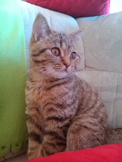 TabbyPusheen - #kot #koty #pokazkota #zwierzaczki