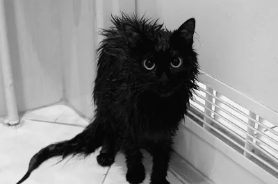 infantylnie - Me llamo Gorda y estoy el mojado gato 



#kicioch #mojkot #smiesznypie...