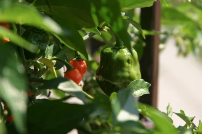 dziczku - #chili #chilihead #habanero

http://imageshack.us/a/img854/9035/zd13.jpg

h...