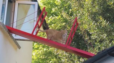 lubie-sernik - Fajny kot dla mosta