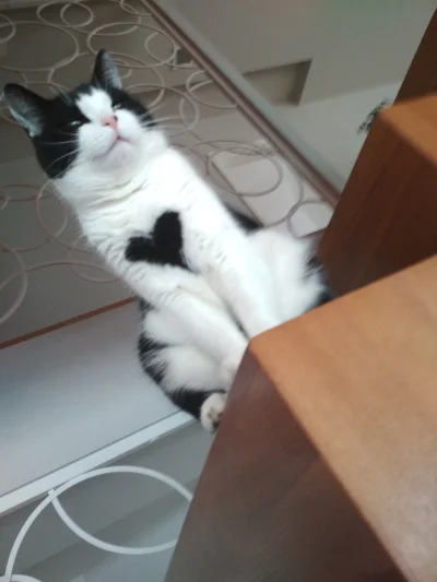 purdzynator - Kot z sercem