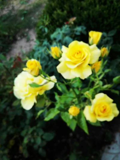 laaalaaa - Róża nr 33 ( ͡° ͜ʖ ͡°)
#mojeroze #chwalesie #ogrodnictwo #mojezdjecie