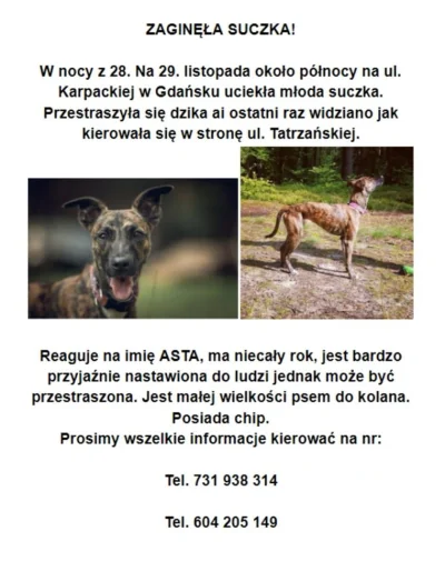 Stef444n - Mirki, dajcie proszę znać jakby ktoś widział

#gdansk #psy