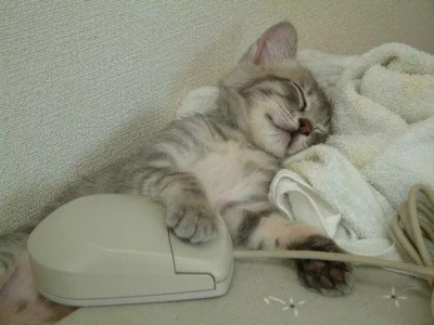 C.....i - Słodkich snów! (｡◕‿‿◕｡)

#kotnadobranoc #koty #dobranoc