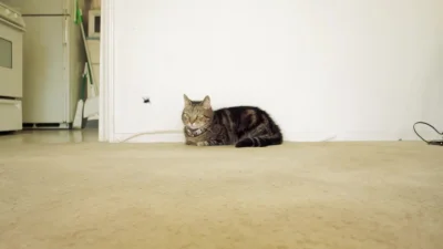 Koleandra - "Kocie ciekawostki"

nr48
Kot posiada po 5 pazurów u łap przednich i p...