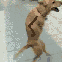 Blaskun - A tu pies z protezami łap.
#smiesznypiesek