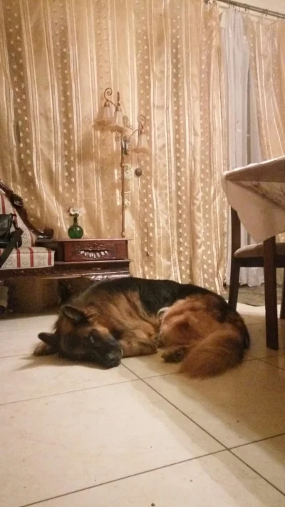 poxie - Mój pies jakiś taki smutny ostatnio. Wygląda jakby brakowało mu jego drugiej ...