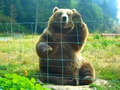 KawaJimmiego - Jak chodzi o niedźwiedzie, to tego jest sporo: