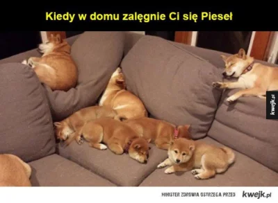 mdzi - #heheszki #smiesznypiesek #kwejkaledobre