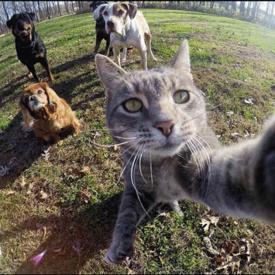 doggy_style - #gif #koty #selfie #heheszki