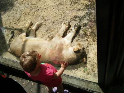 kubulec - @saint: tak wygląda lwica z Ostravskiego Zoo, napewno jest bardzo elokwentn...