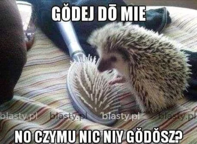 Niemaszracj_idioto - #czeskiememy #zawszesmieszy #humorobrazkowy