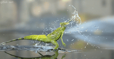 likk - patrz jak biegnie po wodzie bazyliszek mesjasz reptiliański 

SPOILER

#gi...