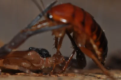 jaceks - #karachan masakrowany przez #skorpion Babycurus gigas_ ( ͡° ͜ʖ ͡°)



#zwier...