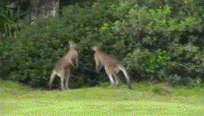 smerfoso - #kangury #zwierzaczki #walka #notasinglefuckwasgiven #gif