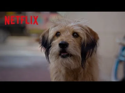kwmaster - 16 marca wyjdzie pierwszy od 14 lat film o psie Benji. Filmów z psami nigd...