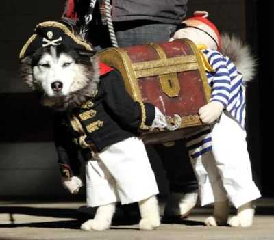 Stylax - > Yarrrr i butelka rumu....



#heheszki #humor #husky #piratujo #pewniebylo