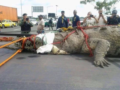 GraveDigger - Krokodylek :)

Złapany w Kanale Panamskim.

#zwierzaczki #gady #potworn...