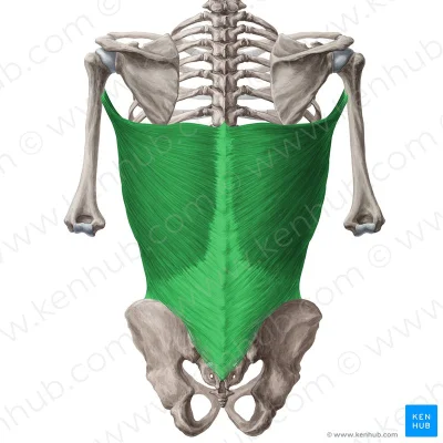 u.....a - #medycznewow
To jest mięsień najszerszy grzbietu - musculus latissimus dor...