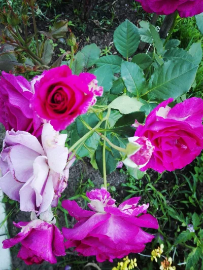 laaalaaa - Róża 32/100 z mojego ogrodu ( ͡° ͜ʖ ͡°)
SPOILER
#mojeroze #chwalesie #og...