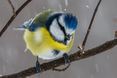 angelosodano - Modraszka zwyczajna (Cyanistes caeruleus)_
#vaticanouccello #vaticano...