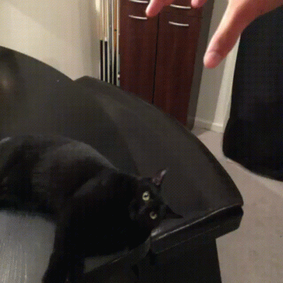 D.....o - #smiesznypiesek #smiesznykotek #koty