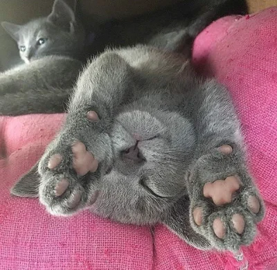 trusia - Taki śpiący kotek (ʘ‿ʘ)
SPOILER
#smiesznekotki #koty #zwierzaczki #katzenpfo...