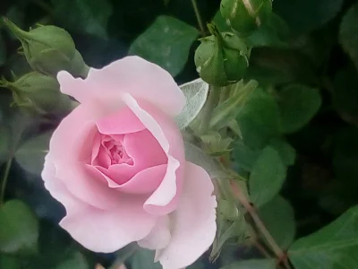 laaalaaa - Róża 53/100 
#mojeroze #ogrodnictwo #chwalesie #mojezdjecie