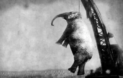 siwymaka - Natura zwierząt vs ludzka głupota.



Mary - słonica azjatycka o wadze ok....