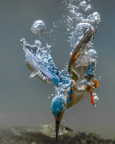 Budo - Zimorodek w momencie chwytania ryby. 
SPOILER
SPOILER
#fotografia #natura #...