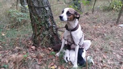 co-to-ma-byc - nie mam słów ;/

 Kochani, znaleźliśmy sunie przywiązaną 5kg łańcuche...